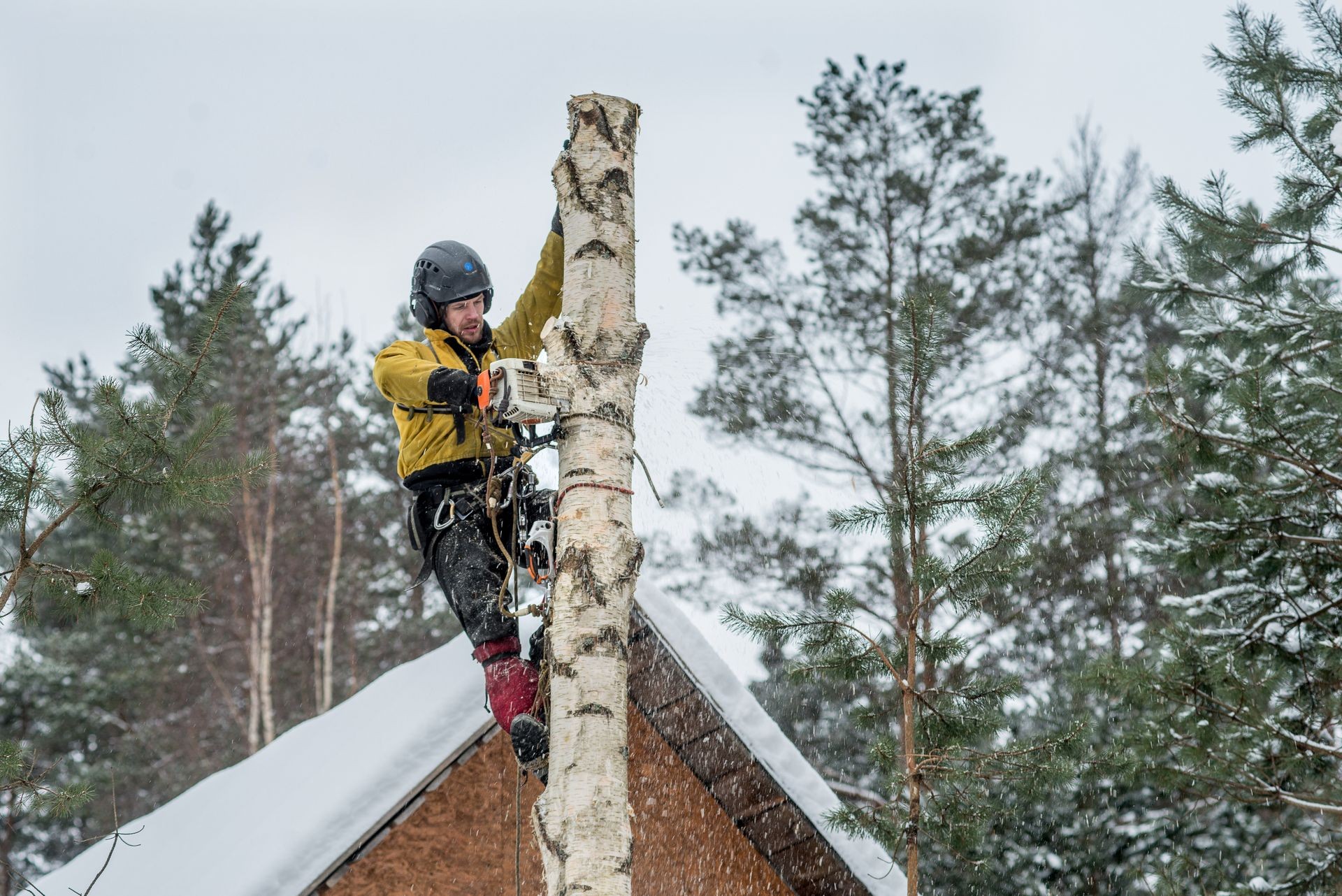 Arborist in safety harness cutting birch tree with chainsaw by piecemeal from the height on snowy winter day. Tree removal.