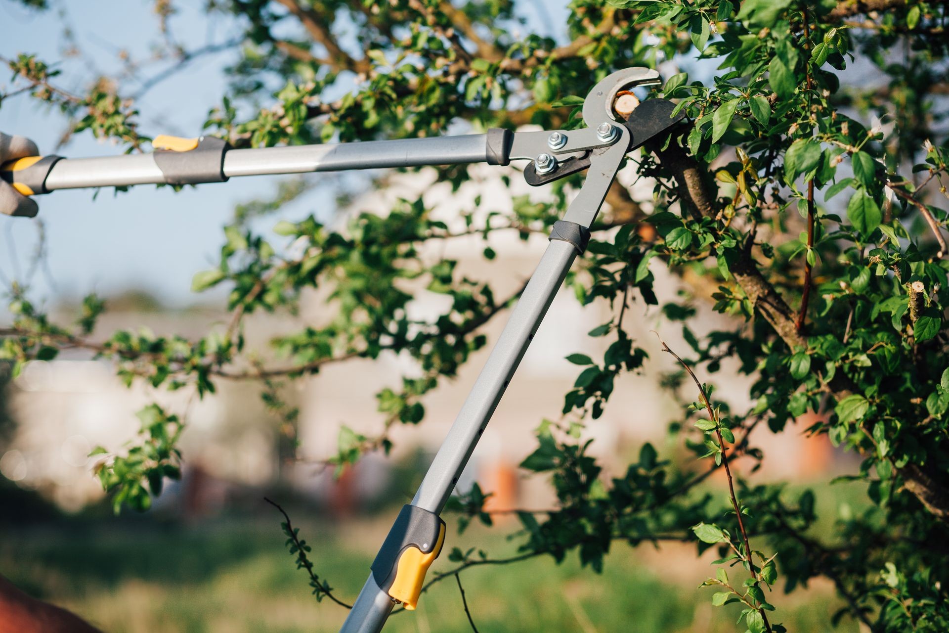 Pruning of trees with secateurs in the garden