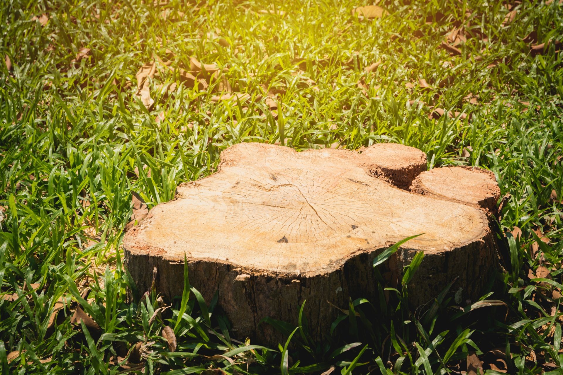 Old tree stump on green grass field, garden. The stump is surrounded by green grass field.